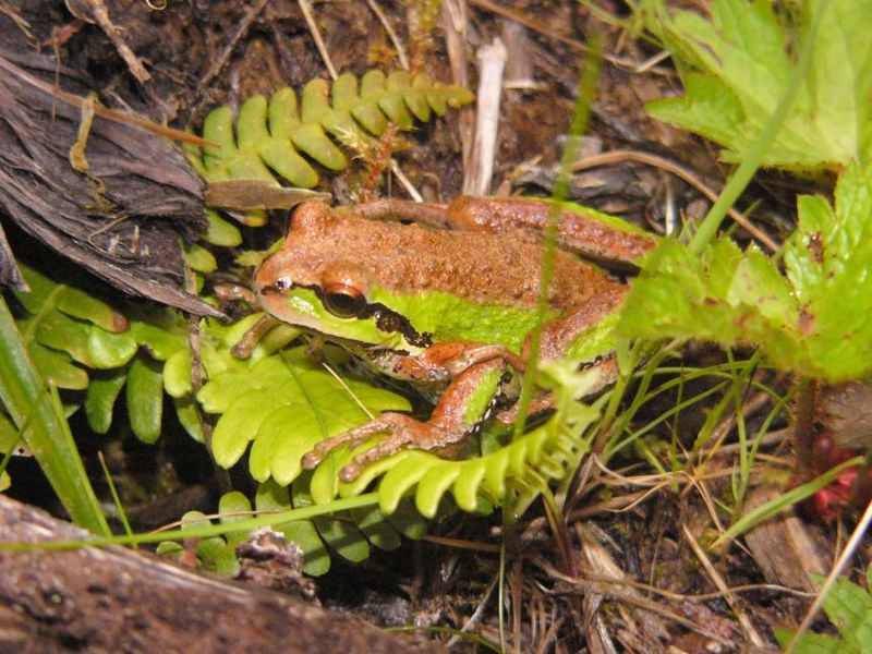 The “tree frog” in your yard may not be one species The “tree frog” in your yard may not be one species