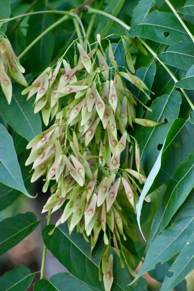 The tree is invasive, not native