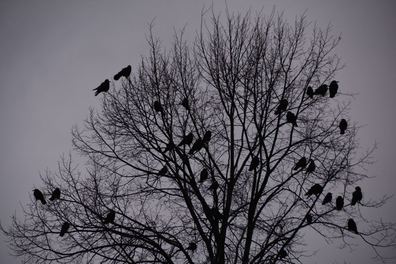 The trees reveal roosting structure, not a pest diagnosis The trees reveal roosting structure, not a pest diagnosis