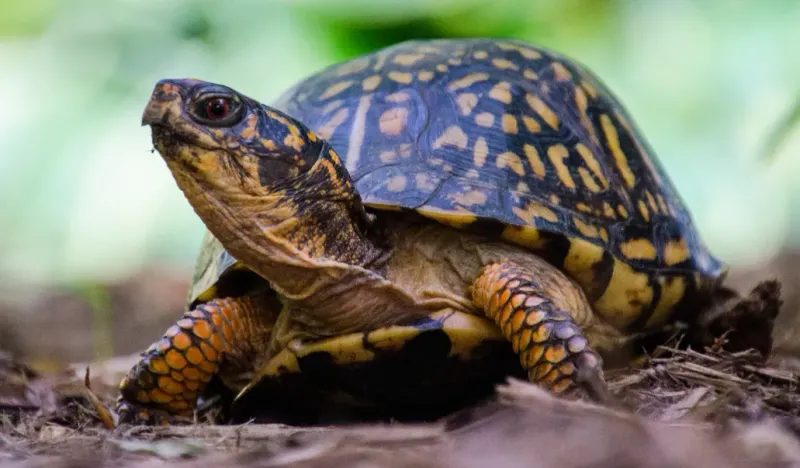 The turtle’s diet does not make it a pest-control service