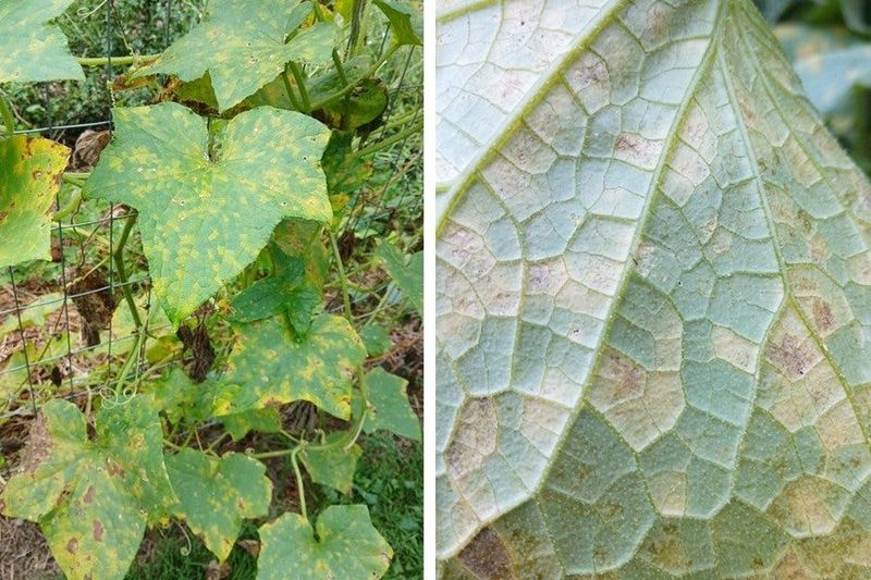 The underside of the leaf can change the diagnosis