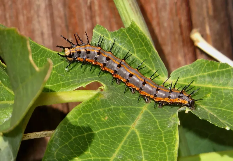The vine can feed caterpillars, not just attract butterflies