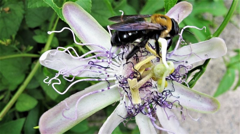 The vine's proven wildlife value runs through butterflies and pollinators