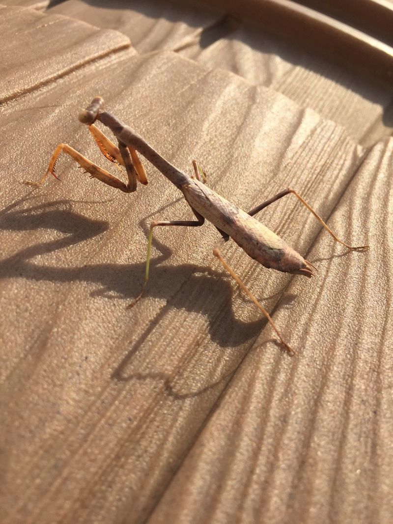 The visitor may be native—or introduced