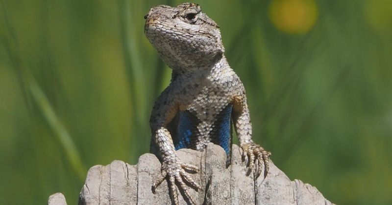 The wall may be hosting western fence lizards