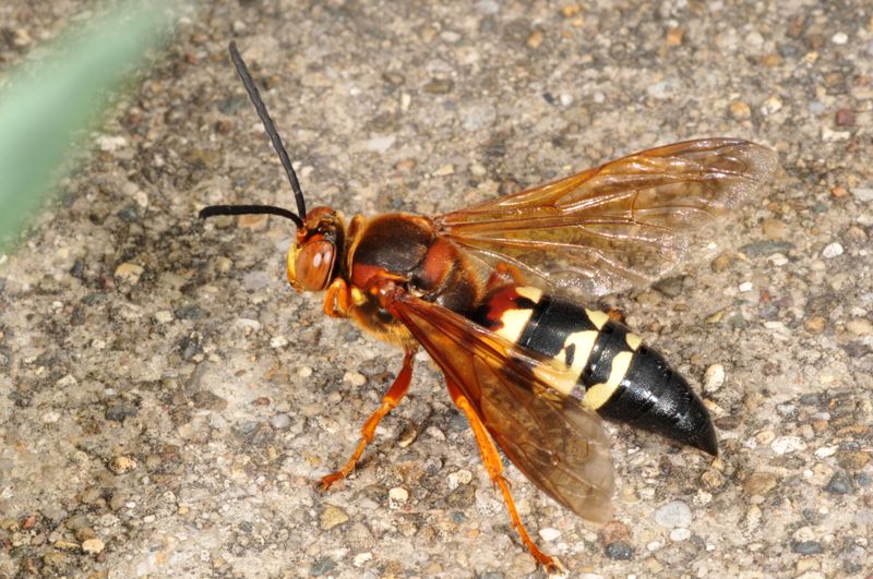 The wasp that dives at you may not be able to sting The wasp that dives at you may not be able to sting
