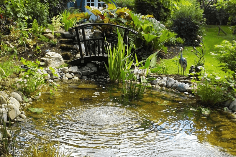 The water-and-vegetation connection The water-and-vegetation connection