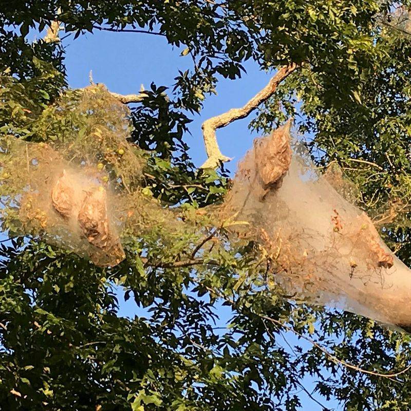 The web’s location separates fall webworm from look-alikes