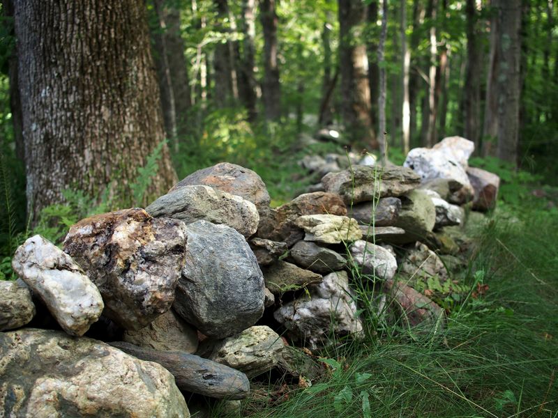The wooded edge deserves attention, but it is not a guaranteed tick doorway The wooded edge deserves attention, but it is not a guaranteed tick doorway