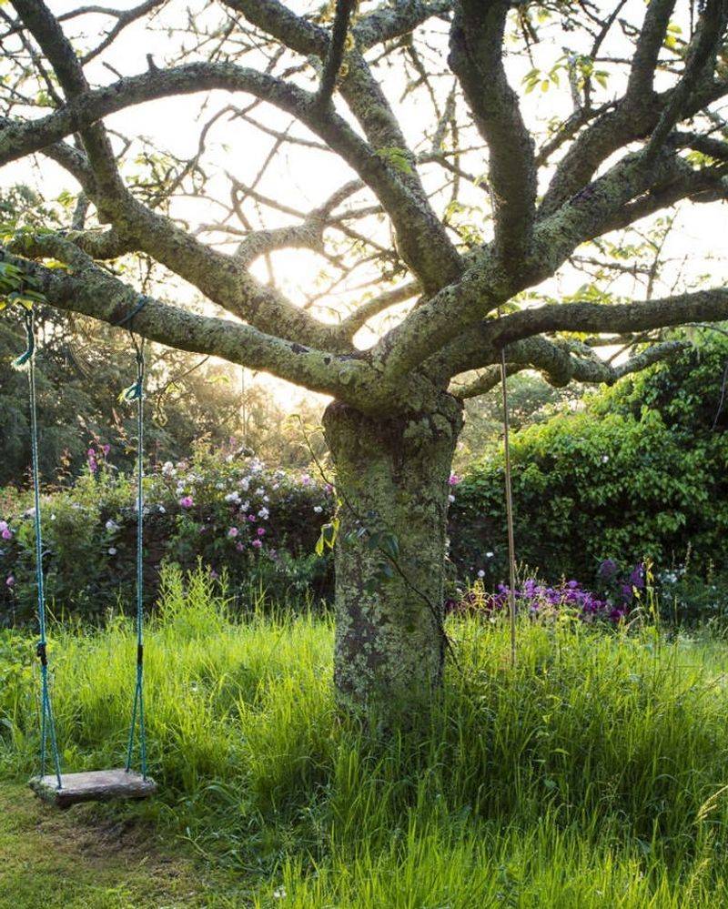 The yard may increase contact with ticks—it does not create them