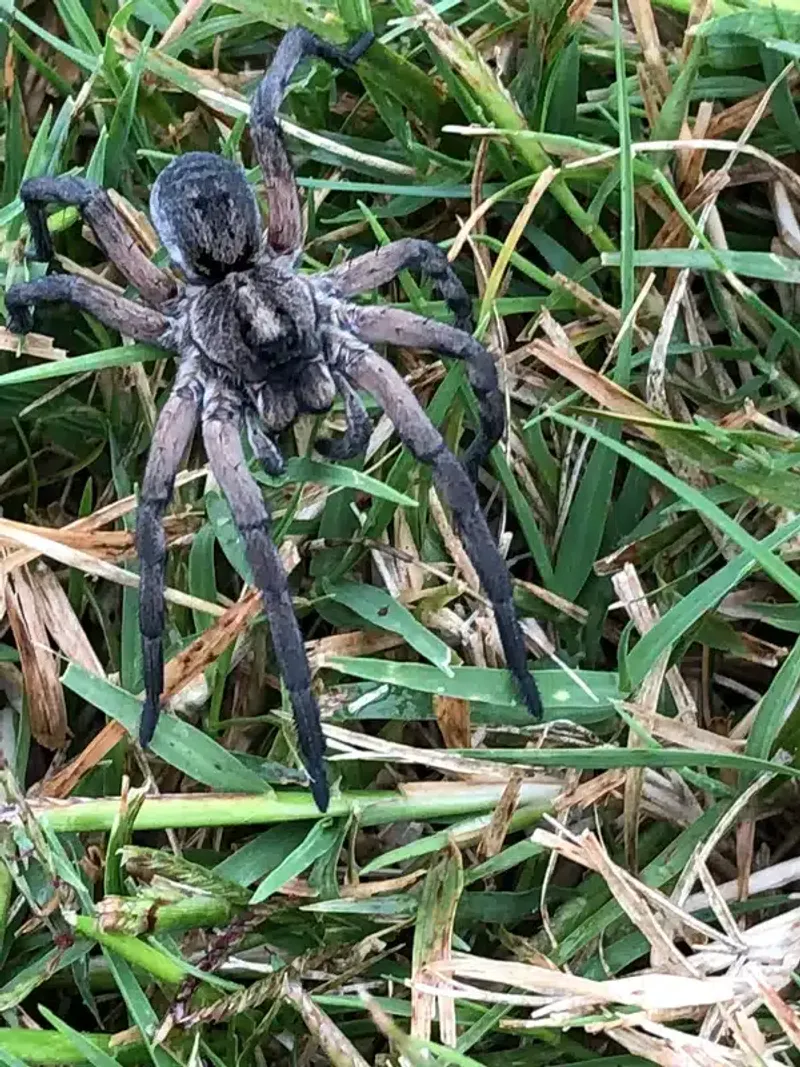 The yard may offer shelter and prey—not a diagnosable outbreak