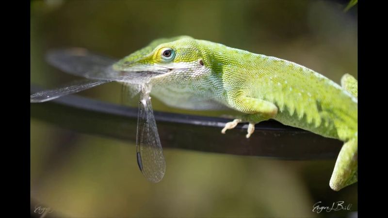 Their real diet is broad, not a mosquito-control menu