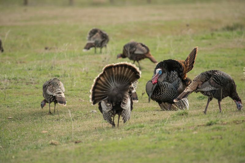 Their scratching can remove some insects, but plants still dominate the menu