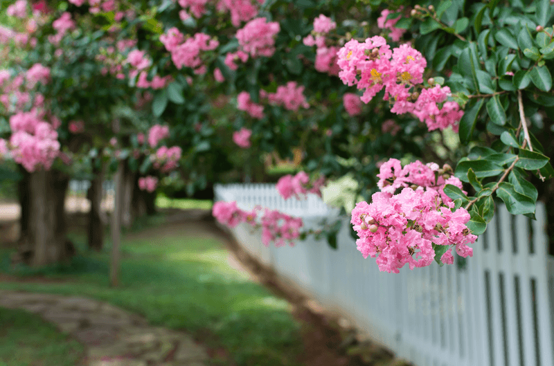 There is no universal August deadline for crape myrtles