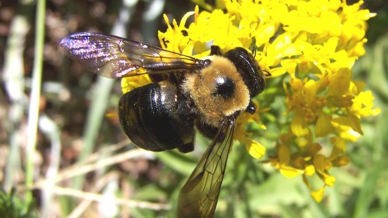These Bees Are Native Pollinators, and Their Threat Is Often Misread These Bees Are Native Pollinators, and Their Threat Is Often Misread