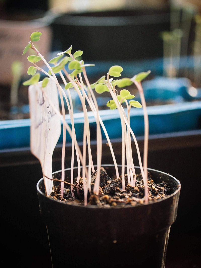 Thin emergence and leggy growth need different diagnoses