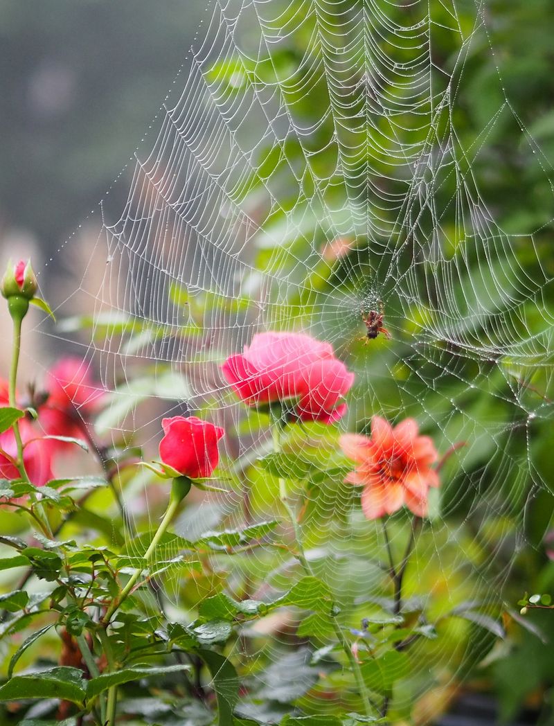 Think of Tiny Spiders as Supporting Players