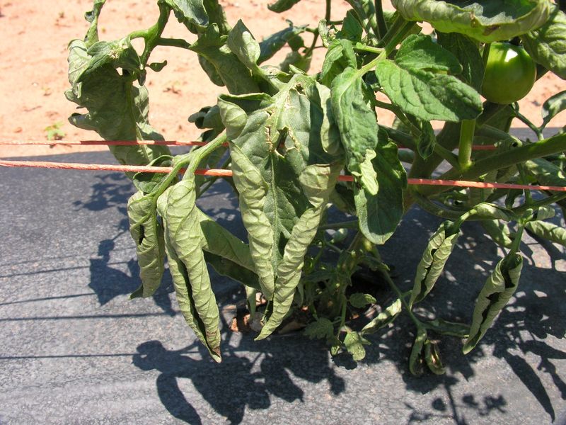 This leaf pattern favors physiological leaf roll—but does not rule out disease