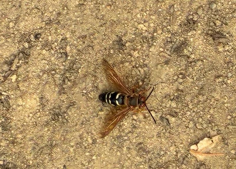 Those alarming holes usually belong to solitary cicada hunters Those alarming holes usually belong to solitary cicada hunters