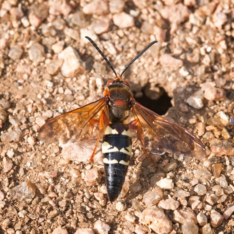 Those giant wasps fit a familiar Texas summer pattern