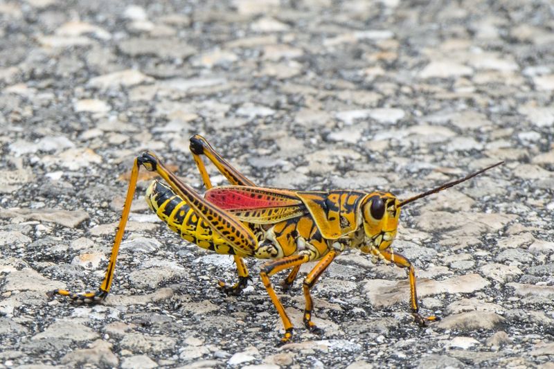 Those large Florida grasshoppers may be eastern lubbers