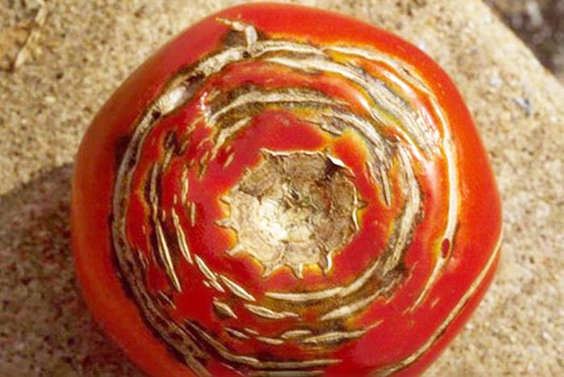 Those rings usually signal tomato growth cracking