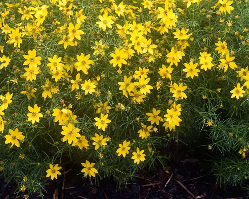 Threadleaf Coreopsis (Coreopsis verticillata 'Zagreb')
