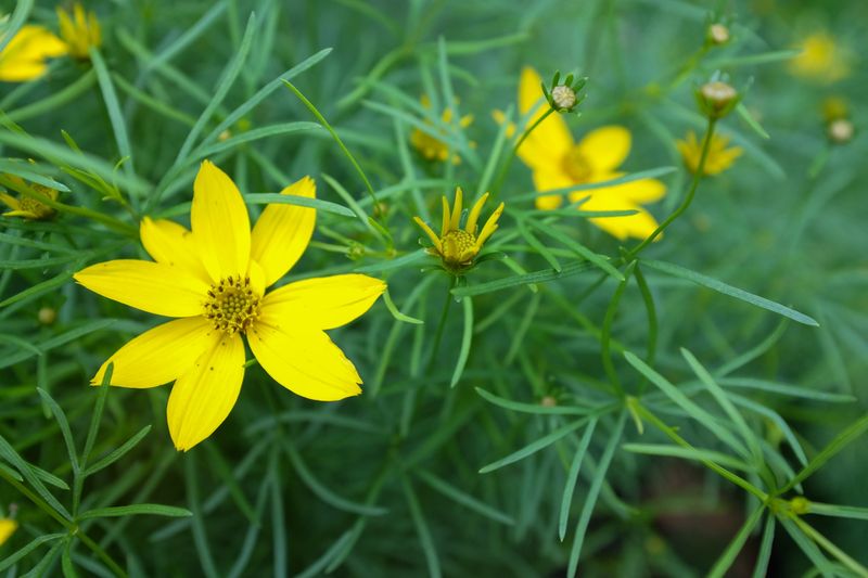 Threadleaf Coreopsis (Coreopsis verticillata)