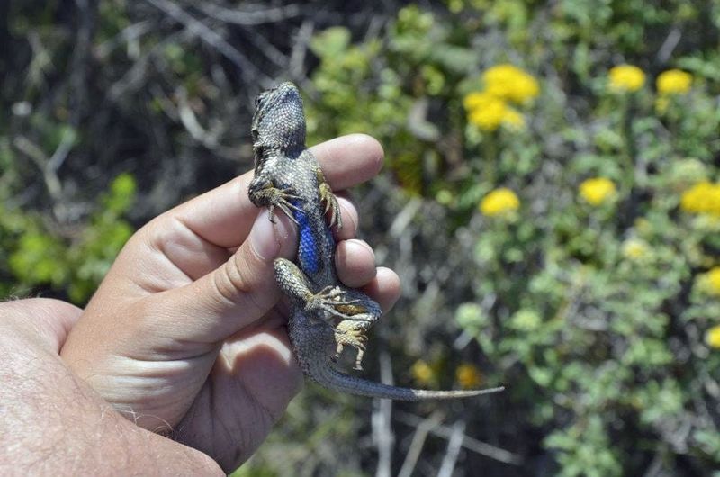 Ticks feed on these lizards; the lizards do not clear your yard