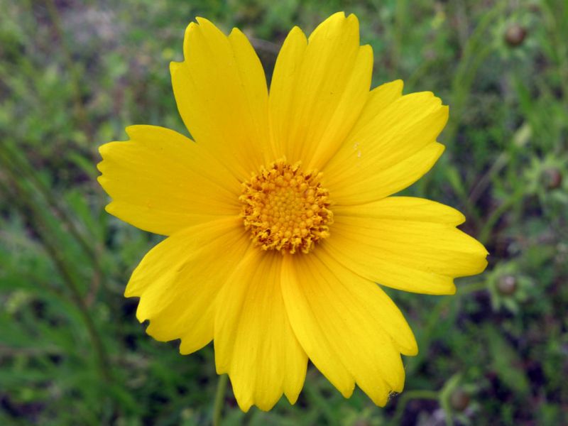 Tickseed