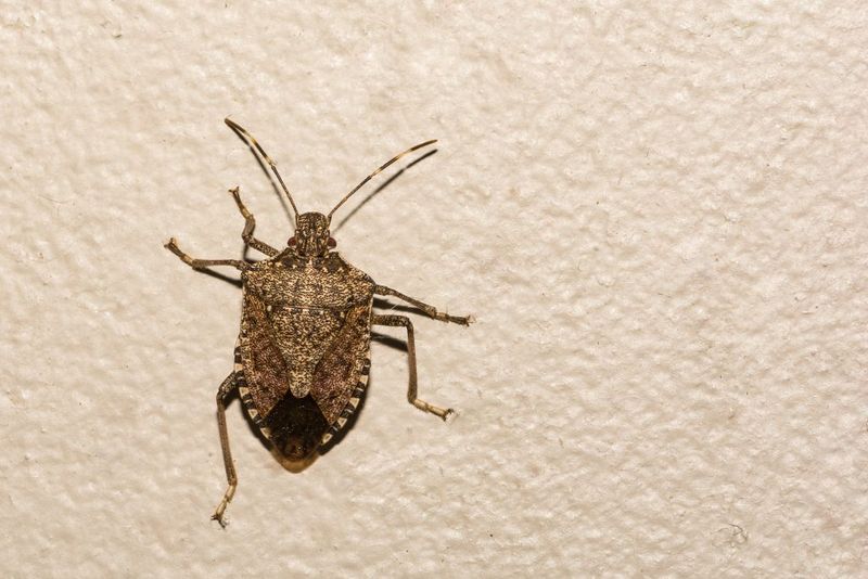 Time exclusion work without trapping insects inside