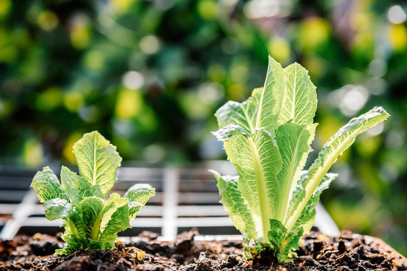 Time fall planting around the hottest establishment period