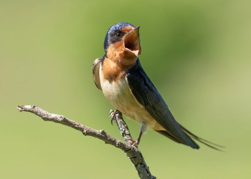 Timing and Nearby Habitat Both Shape Porch Use