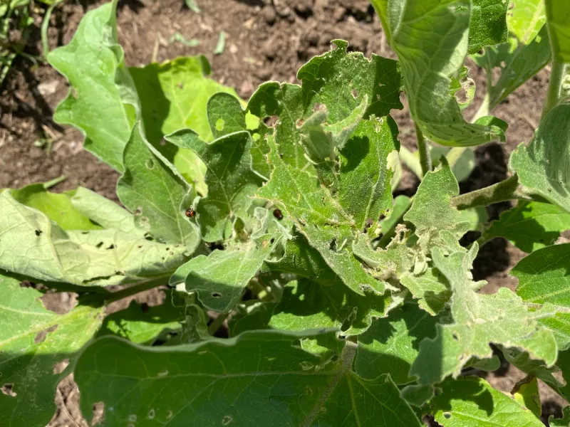 Tiny holes point toward flea beetles—but do not prove them Tiny holes point toward flea beetles—but do not prove them