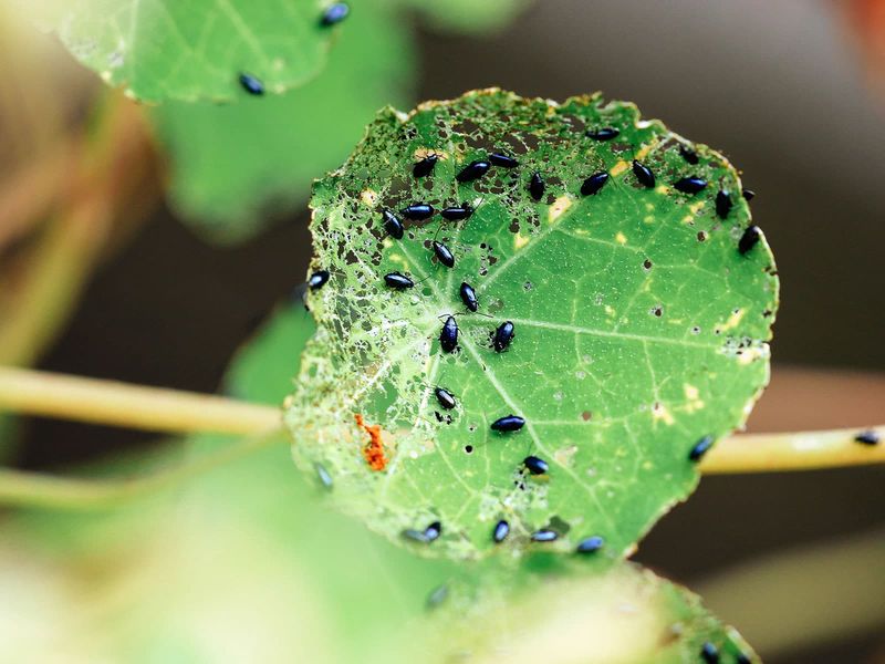 Tiny shot holes make flea beetles the first suspect Tiny shot holes make flea beetles the first suspect