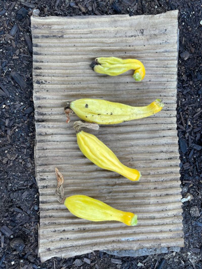Tiny yellow squash may have failed to pollinate