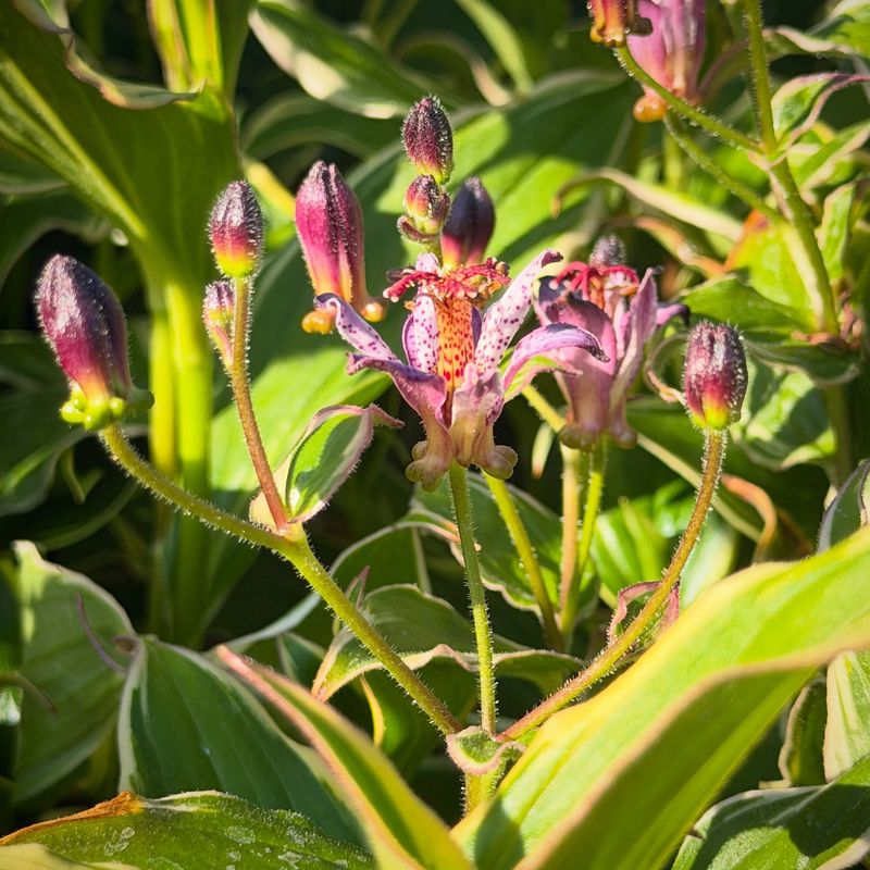 Toad Lily (Tricyrtis) Toad Lily (Tricyrtis)