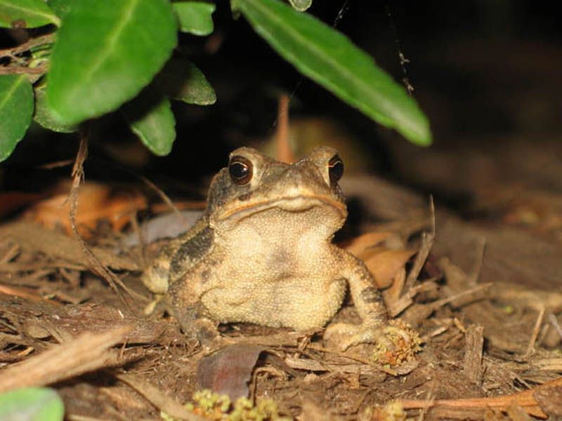 Toads can help a garden without promising a grub-free root zone Toads can help a garden without promising a grub-free root zone