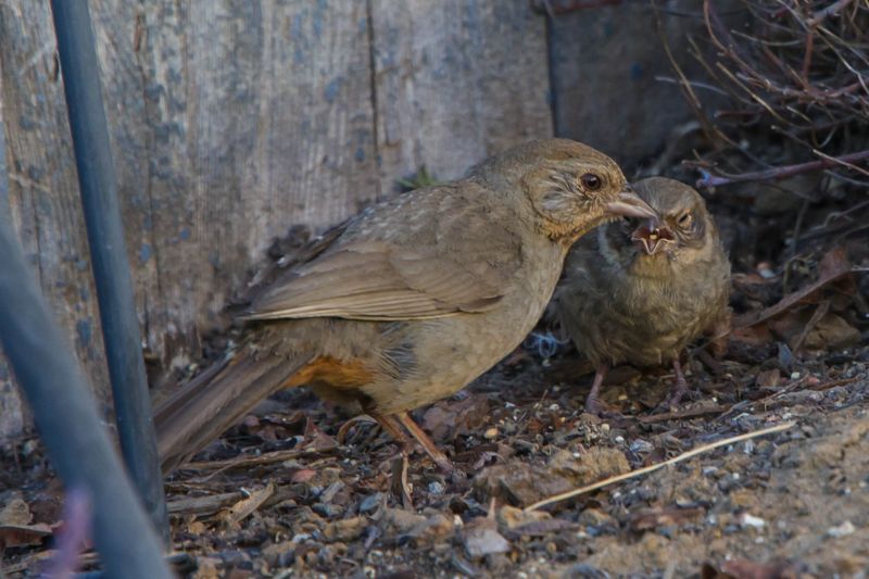Tolerate Normal Scratching While Protecting Vulnerable Beds