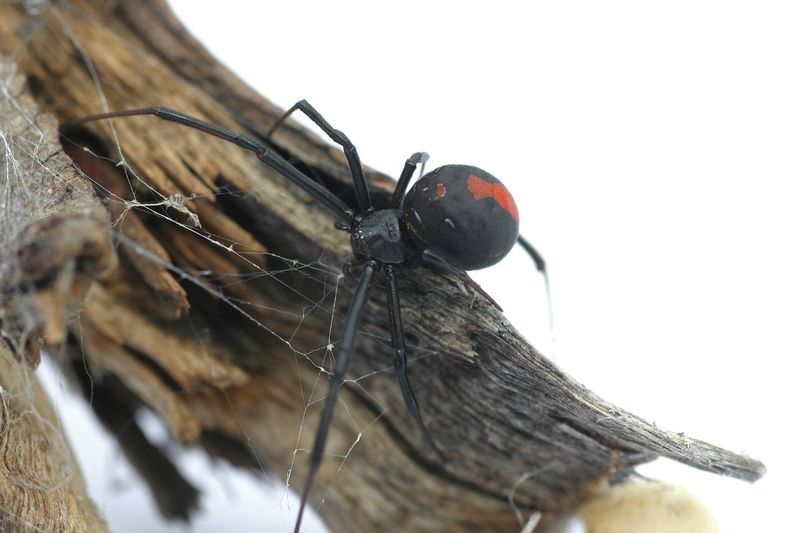 Tolerate ordinary garden spiders, but put safety first