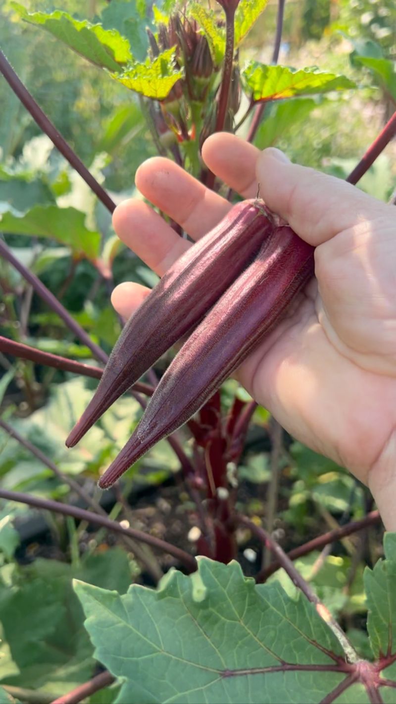 Tough pods usually mean the harvest window passed