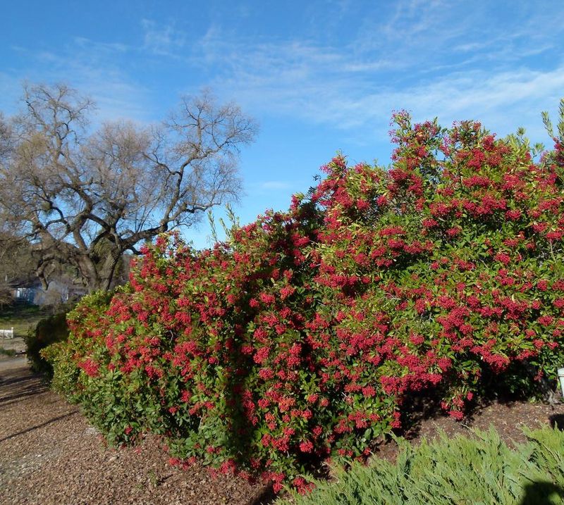 Toyon (Heteromeles arbutifolia)