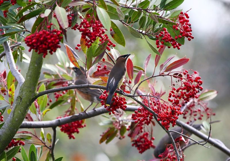 Toyon (Heteromeles arbutifolia)