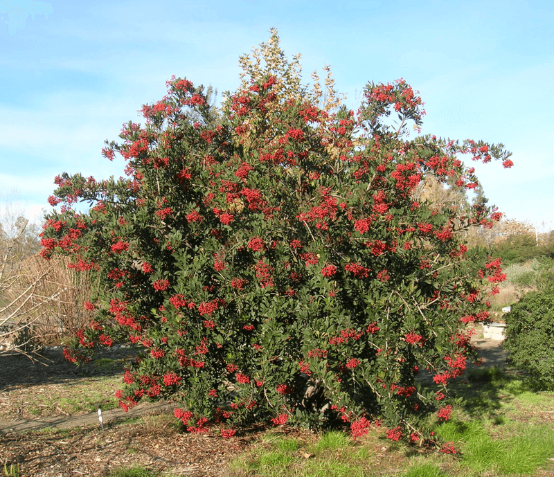 Toyon (Heteromeles arbutifolia) Toyon (Heteromeles arbutifolia)