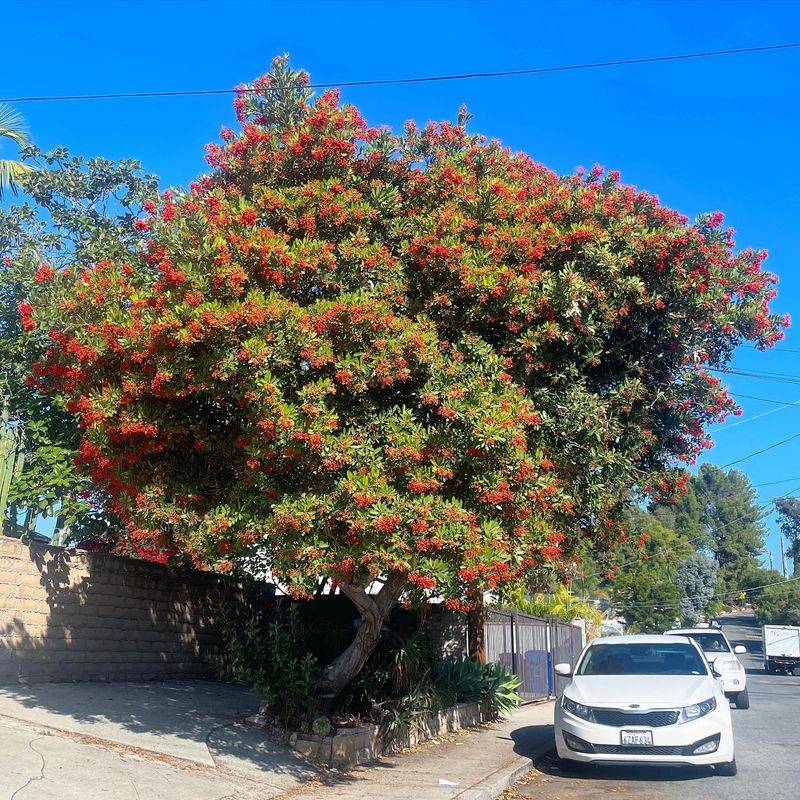 Toyon may fit the patio better than a universal replacement