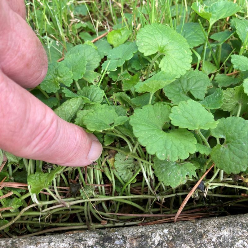Trace each stolon and remove its rooted nodes