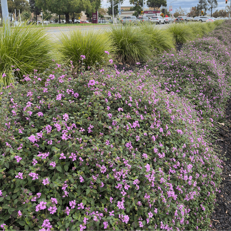 Trailing Lantana (Lantana montevidensis)