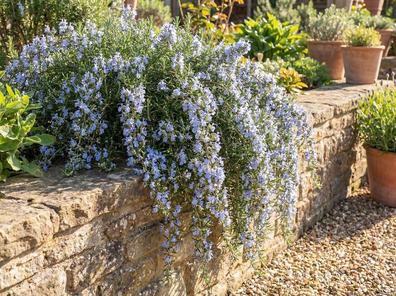 Trailing Rosemary (Salvia rosmarinus 'Prostratus') Trailing Rosemary (Salvia rosmarinus 'Prostratus')