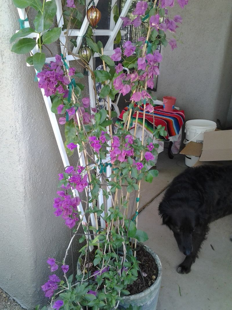 Train and prune the vigorous vine before it outgrows the space Train and prune the vigorous vine before it outgrows the space