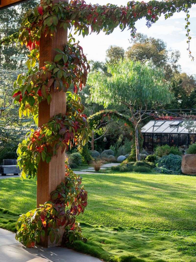Train and prune the vine to keep shade over the seating area Train and prune the vine to keep shade over the seating area